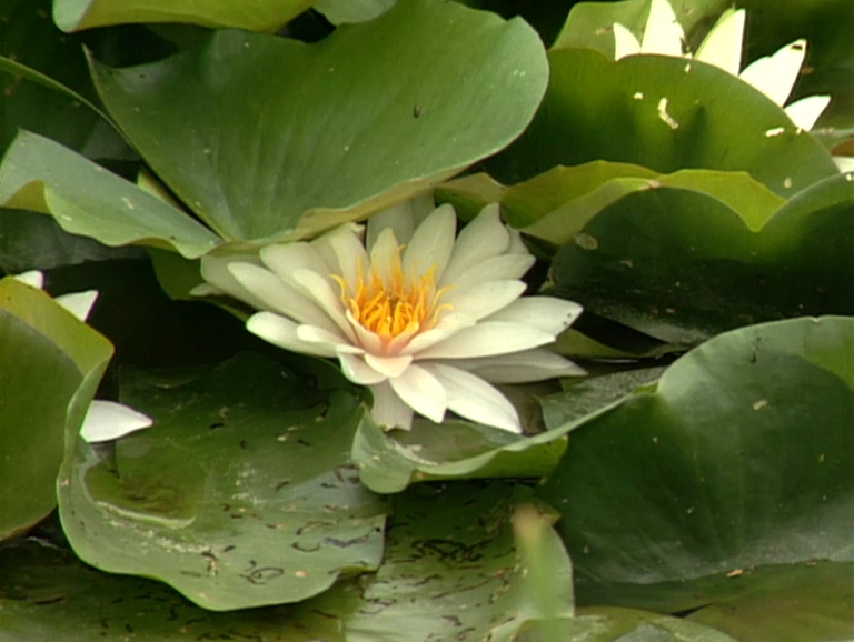 Lebensraum Weiher und Teich